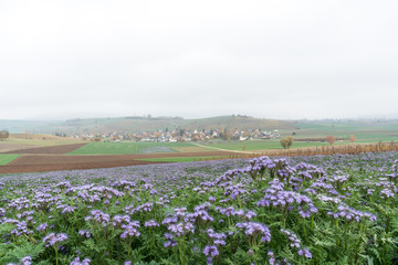countryside landscape in Switzerland with purple wildflower fields and colorful farm fields and idyllic village in the hilly landscape in the background