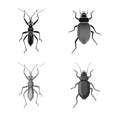 Vector illustration of insect and fly sign. Collection of insect and element stock symbol for web.