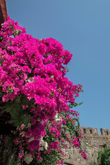 In the hot summer bloom bright flowers of bougainvillea.