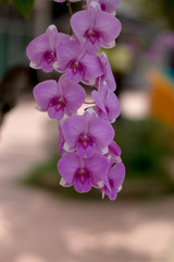 Closeup of purple Orchid