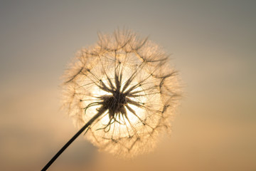 dandelion in the field in summer against the blue sky and sun