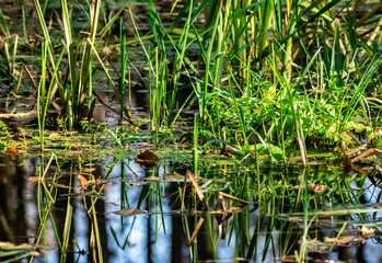 Gräser und Schilf in einem Sumpf mit Spiegelungen auf der Wasseroberfläche