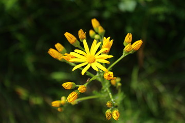 yellow flower
