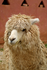 Obraz premium Vertical Image of a Light Brown Alpaca at the Village of Chinchero, Urubamba, Cusco region, Peru 