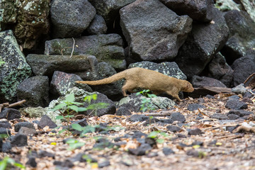 Manguste (Mungo) auf Hawaii