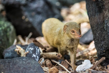 Manguste (Mungo) auf Hawaii