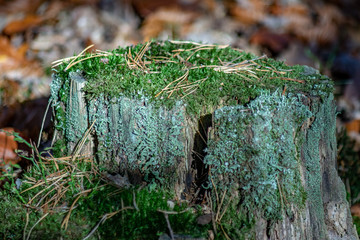 Nahaufnahme eines Baumstumpfs mit Moos und Flechten bewachsen mit Bokeh Hintergrund