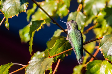 Anna's Hummingbird sitting on a birch tree branch, blending with the surrounding foliage, California
