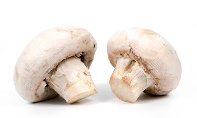 white champignons on a white background