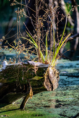 Gras  dekorativ auf einem rottenden toten Baumstamm über Teich wachsend