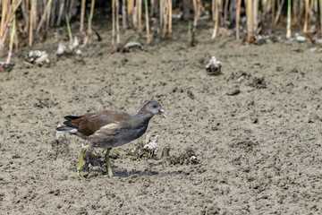Older moorhen duckling (Gallinula chloropus) walking through dried up marsh land river bed in summer