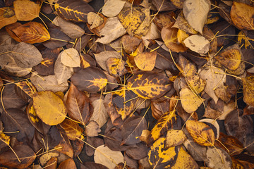 Decaying leaves, time passing concept.