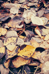 Decaying leaves, time passing concept, color toned picture.