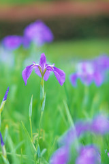 Fototapeta premium A whisper of Iris - 菖蒲のささやき