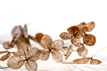 dry flowers close up in the detail isolated on a white background