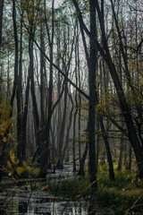 Fototapeta na wymiar Unheimliche Sumpflandschaft mit in Wasser stehenden Bäumen in Birkenwerder