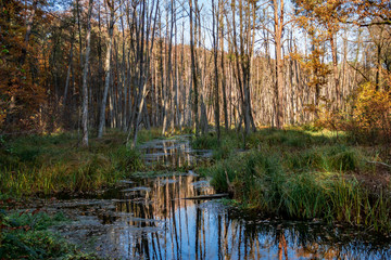 Fototapeta na wymiar Verwunschenes Sumpfgebiet mit Bäumen in Wasser stehend auf dem Entengrütze schwimmt