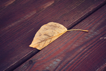 Dried leaf on a wooden table, color toned picture, selective focus.
