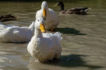 Heavy white Pekin Duck (Anas platyrhynchos domesticus) 