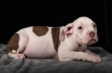 Puppy of American Bulli breed on a black background