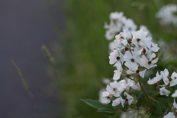 white roses to the fence lattice summer flowers tenderness and beauty