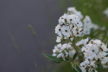 white roses to the fence lattice summer flowers tenderness and beauty