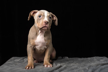Puppy of American Bulli breed on a black background