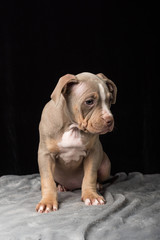 Puppy of American Bulli breed on a black background