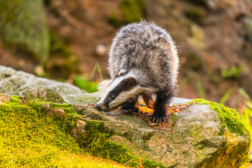 Badger in forest, animal in nature habitat, Germany, Europe. Wild Badger, Meles meles, animal in the wood. Mammal in environment, rainy day.