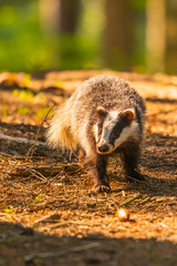 Badger in forest, animal in nature habitat, Germany, Europe. Wild Badger, Meles meles, animal in the wood. Mammal in environment, rainy day. © vaclav