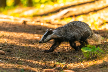 Badger in forest, animal in nature habitat, Germany, Europe. Wild Badger, Meles meles, animal in the wood. Mammal in environment, rainy day.