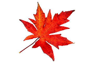 Autumn, multicolored maple leave