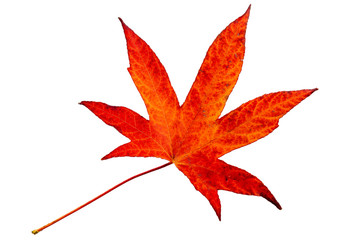 Autumn, multicolored maple leave