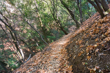 Hiking trail through one of the forests of Palo Alto Foothills Park, San Francisco bay area, California