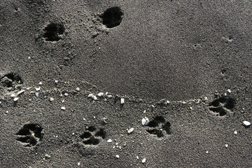 animal traces and shells in the sand at seashore, black sand beach - Black Sea, Georgia