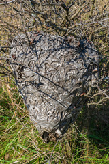 Wasp Nest Near Ground