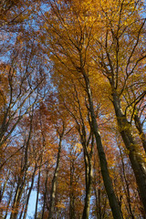 Fototapeta premium Wald goldener Herbst