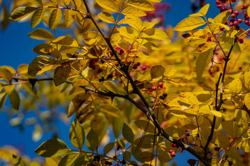 Red berries of Zanthoxylum americanum, Prickly ash with yellow leaves in autumn. Close-up in natural sunligh. Nature concept for design