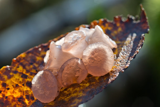  Unusual creature slime mold on a fallen leaf in the forest macrophotography.