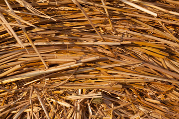 Texture of golden dry straw