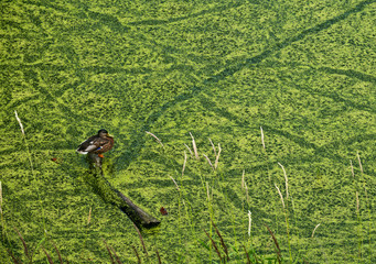 Abstract stains on the surface of the pond overgrown with duckweed where the duck swam.