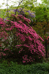 Pink flowers in spring