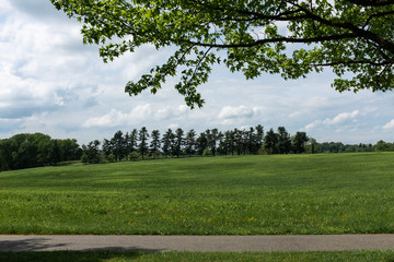 row of trees in park