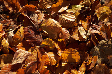 Wald goldener Herbst