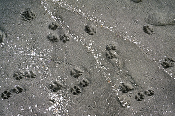 Fototapeta na wymiar animal traces and shells in the sand at seashore, black sand beach - Black Sea, Georgia