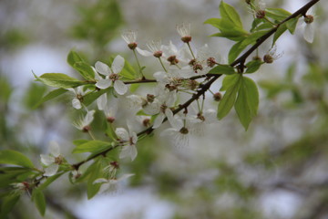 branch of a tree with white flowers