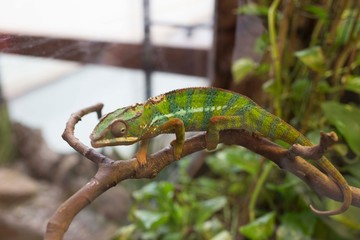 kameleon