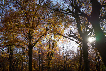 Wald goldener Herbst