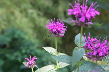 花をマクロで、初夏のベルガモット