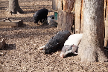 Close up of a two small white piglets resting in the stalls at a farm